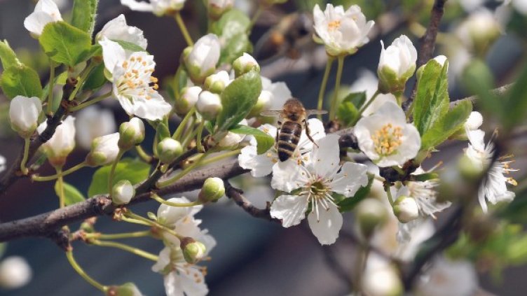 Снимка: БТА, архив