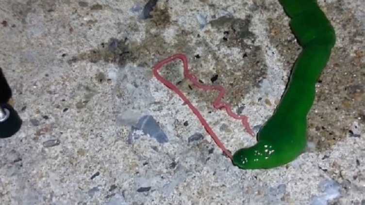 Снимка: YouTube