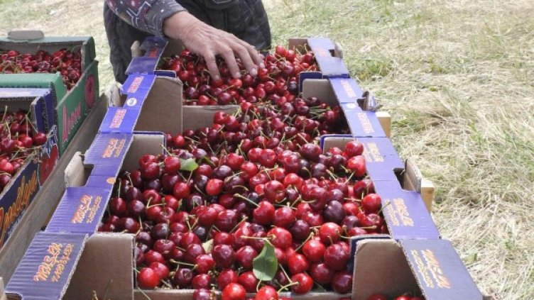 Снимка: архив Булфото