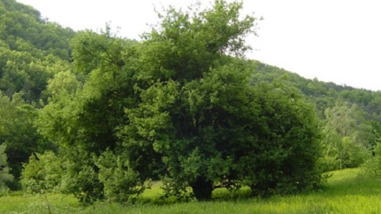 Снимка: архив, Булфото