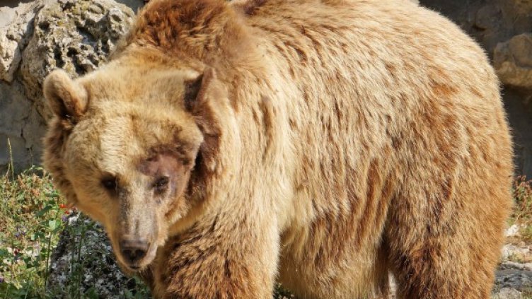 Снимка: архив Булфото