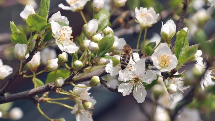 Снимка: архив, БТА