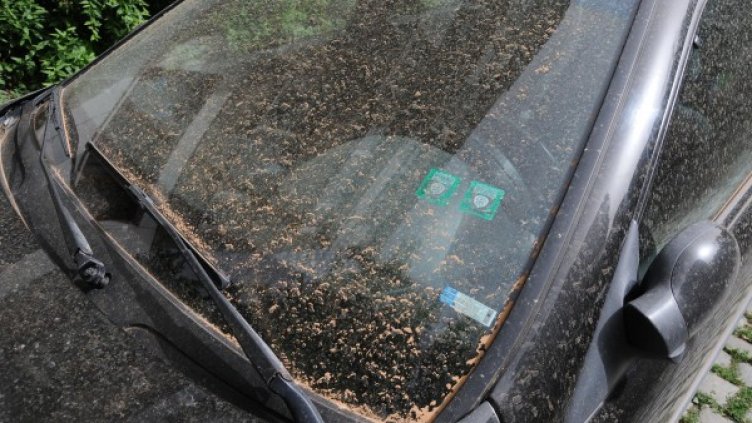 Снимка: архив Булфото