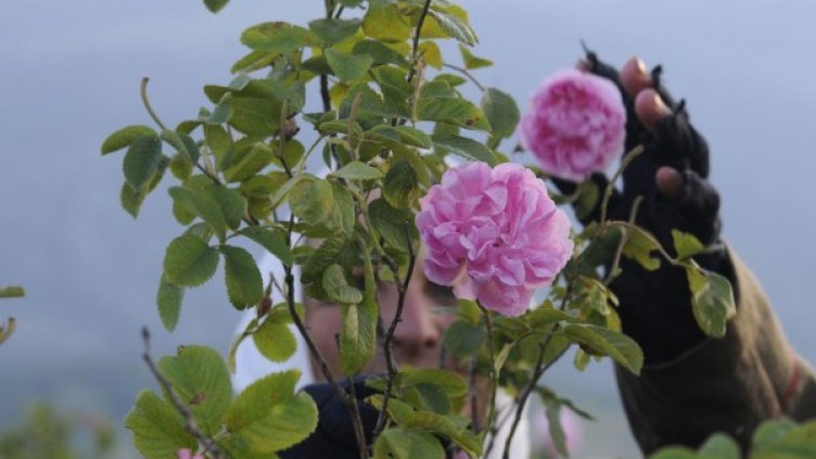 Снимка: архив Булфото