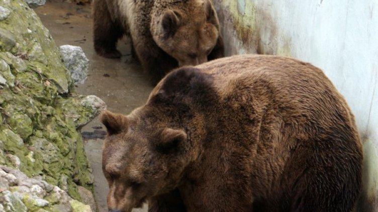 Снимка: Булфото, архив