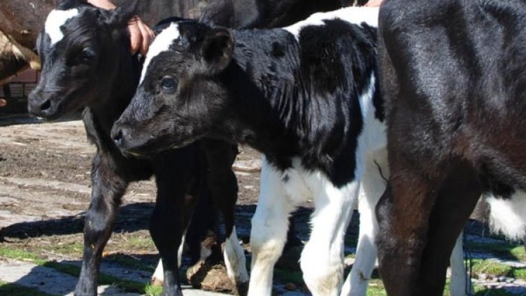 Снимка: архив, Булфото