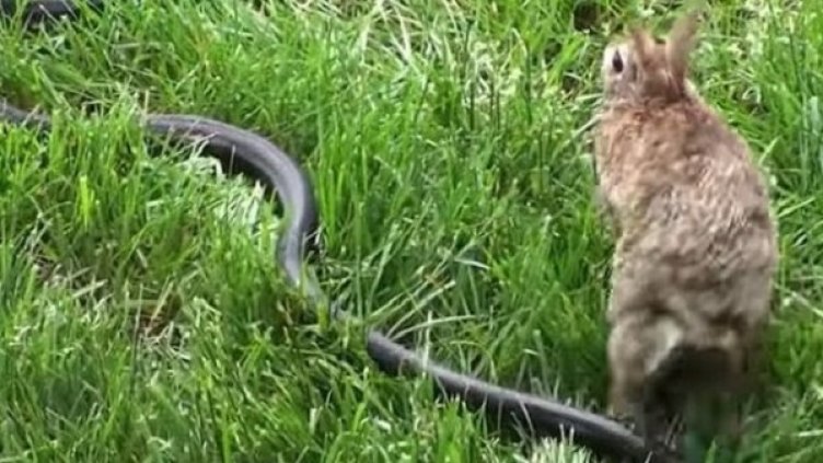 Снимка: YouTube