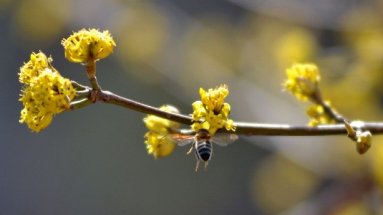 Снимка: БТА, архив