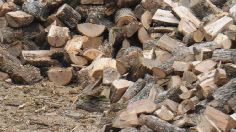 Снимка: архив, БулФото