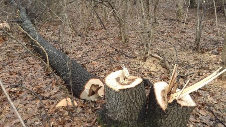 Снимка: Булфото, архив