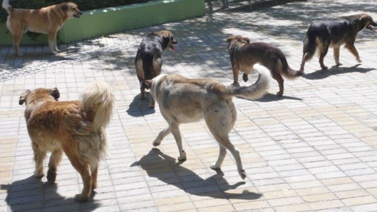 Снимка: архив, Булфото