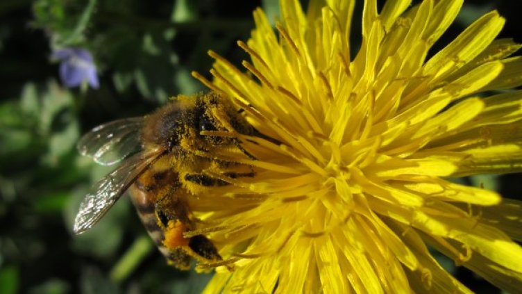 Снимка: БТА, архив