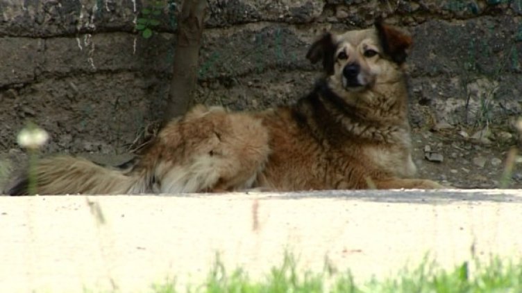 Снимка: bgonair.bg