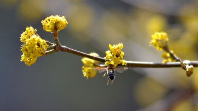 Снимка: архив, БТА