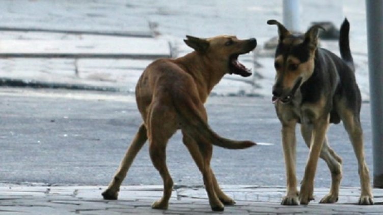 Снимка: архив, Булфото