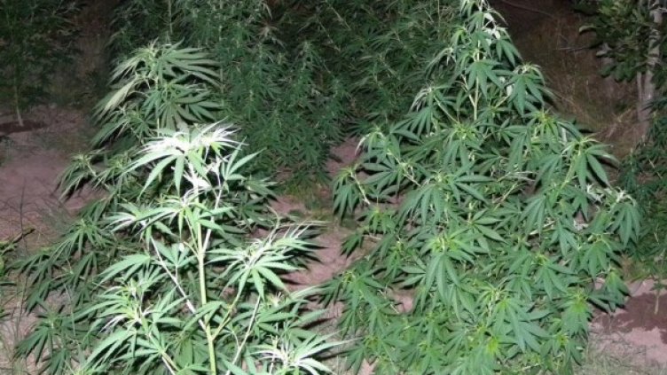 Снимка: архив, Булфото