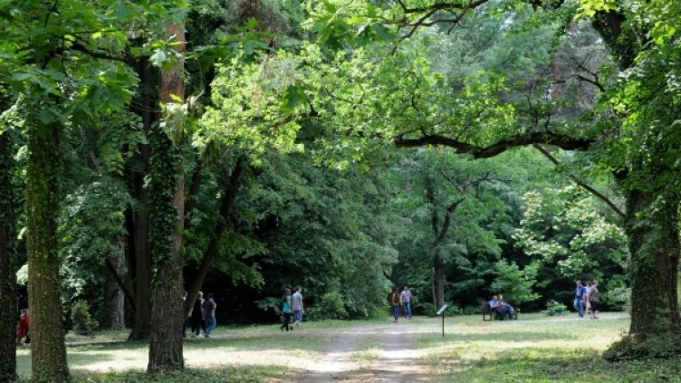 Премахват опасни дървета от Борисовата градина