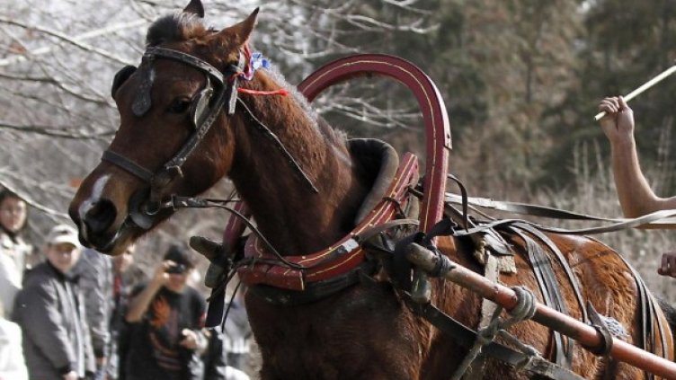 Снимка: Булфото, ахрив