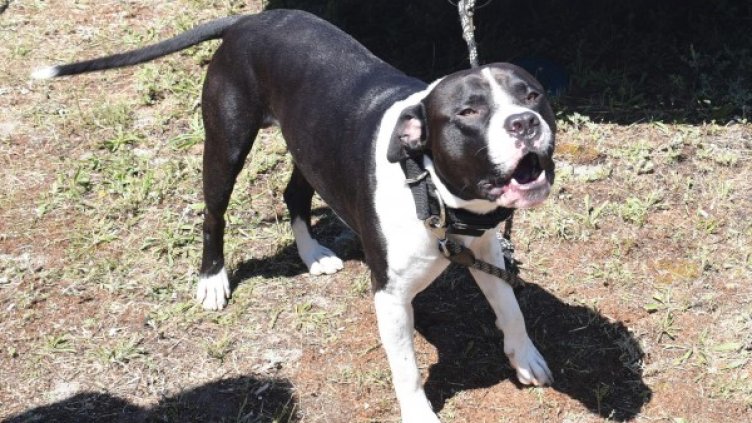 Снимка: Булфото, ахрив