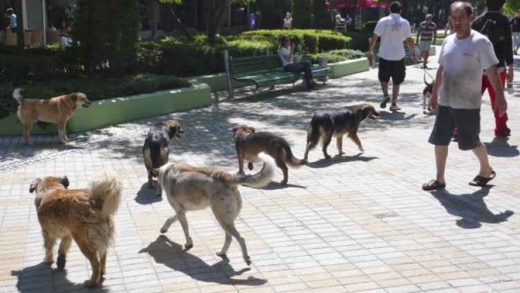 Снимка: архив, Булфото