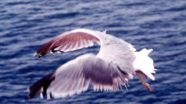 Снимка, архив Булфото