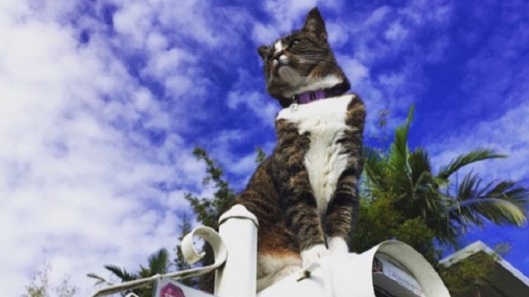 Снимка: YouTube