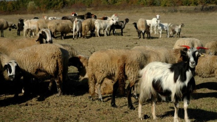 Снимка: архив Булфото