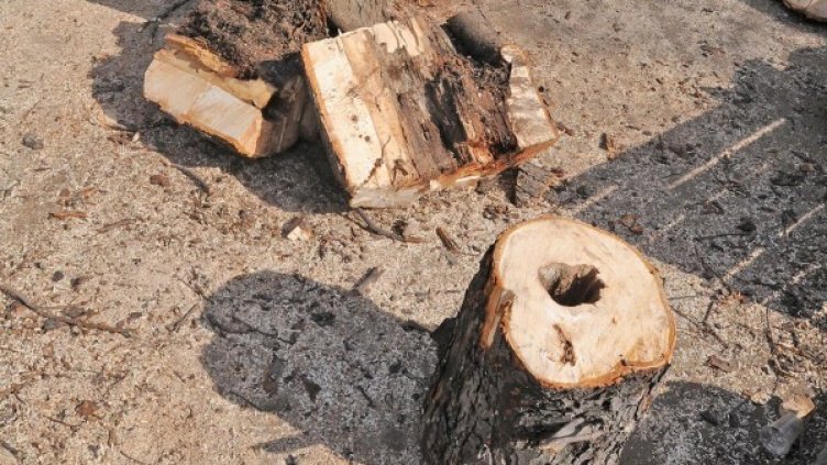 Снимка: архив Булфото