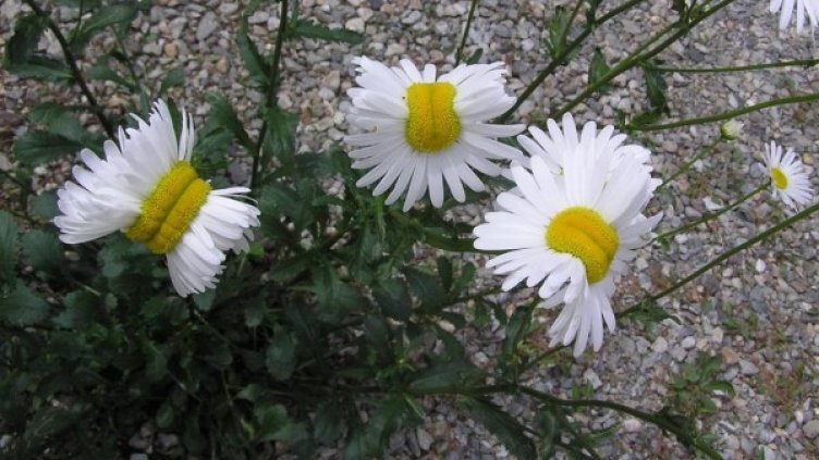 Снимка: Twitter