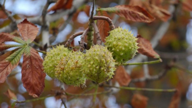 Снимка: Булфото, ахрив