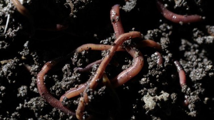 Снимка: Reuters, архив