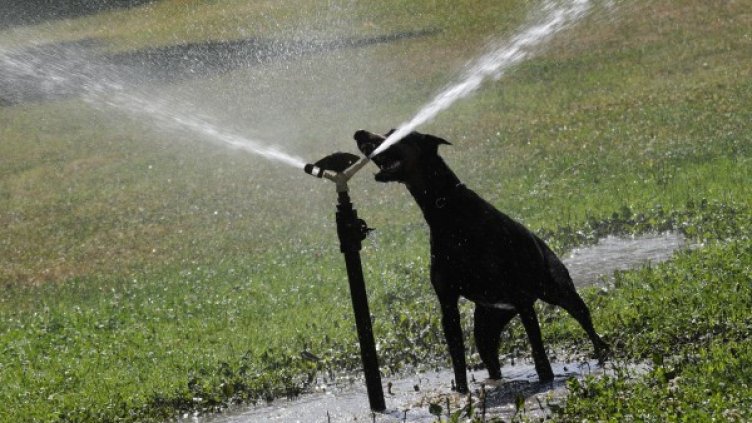 Снимка: Булфото