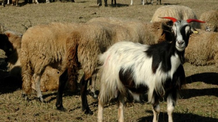 Снимка, архив Булфото