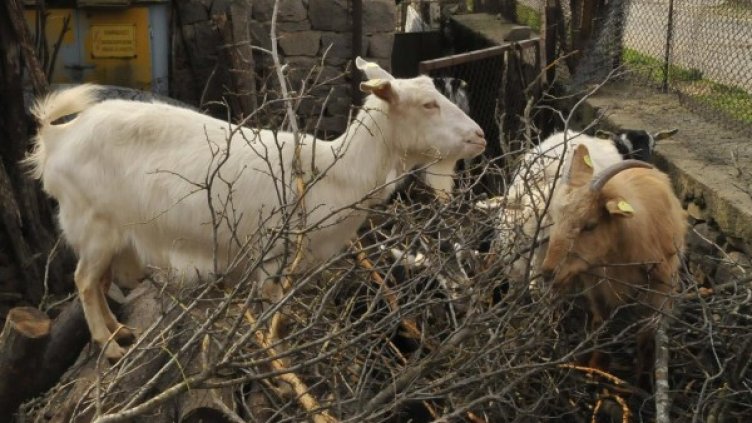 Снимка: Булфото, архив