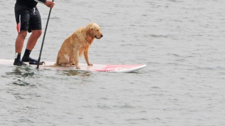 Дори и животните търсят разхлаждане в жегата Снимка: БулФото, архив