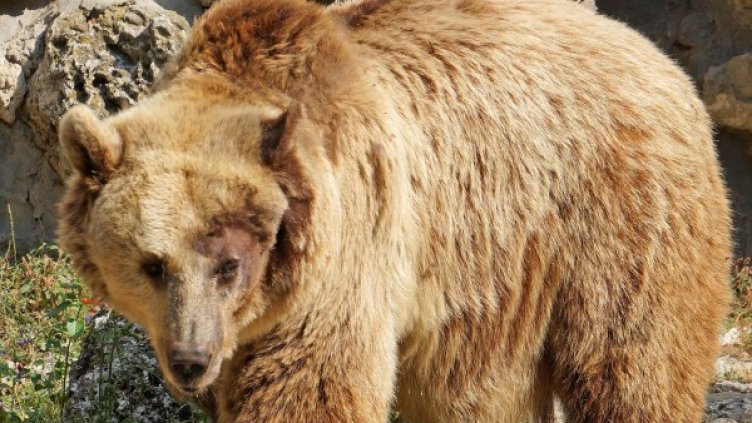 Снимка: Булфото