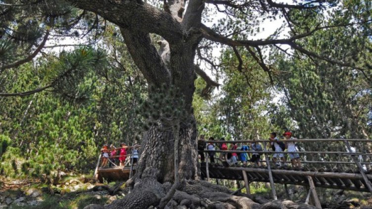 Да пазим и съхраним Байкушевата мура!