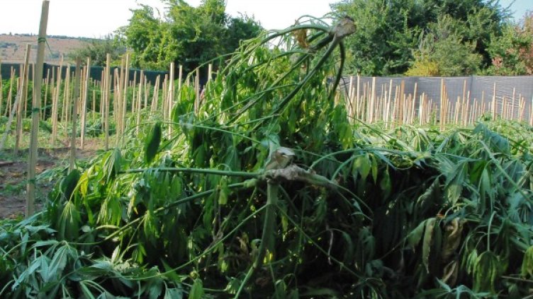 Снимка: архив, Булфото