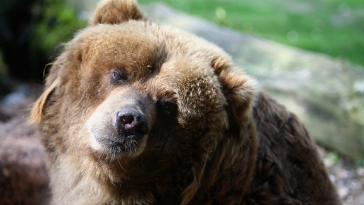 Снимка: Gettyimages