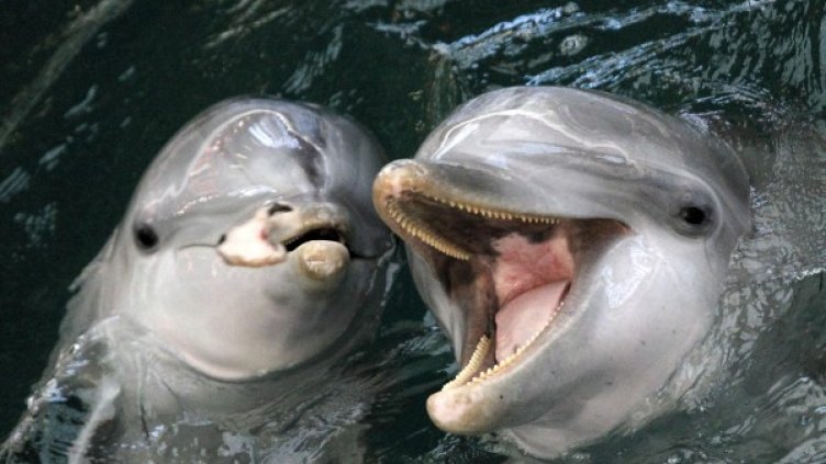 Снимка: архив Булфото