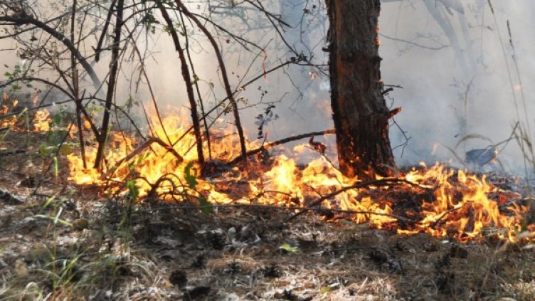 Снимка: архив, БулФото