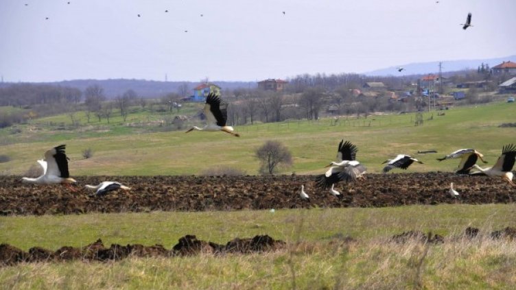 Снимка: Булфото
