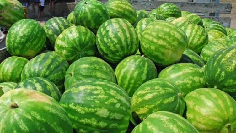 Снимка: архив Булфото