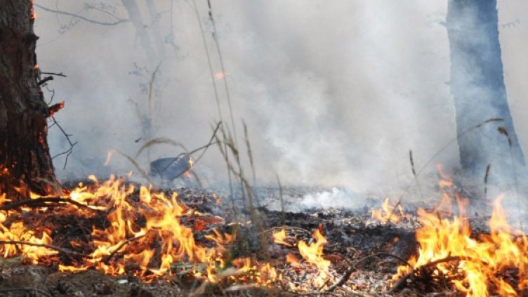 Снимка: архив, БулФото