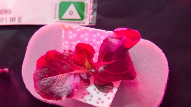 Извънземните марулки. Снимка: NASA