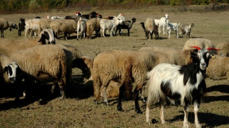 Снимка: архив Булфото