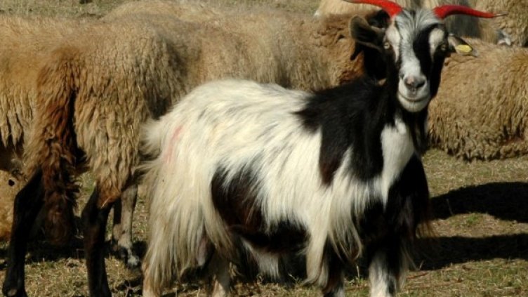 Снимка: архив, Булфото