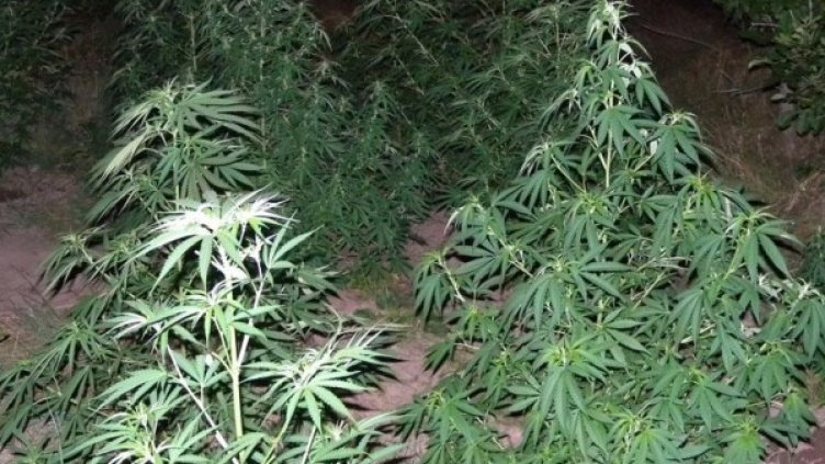 Снимка: архив, Булфото