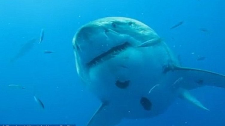 Снимка: Dailymail