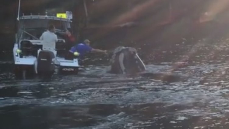 Снимка: кадър от Facebook